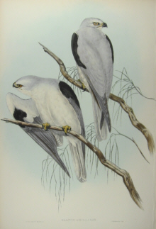 John Gould Birds of Australia